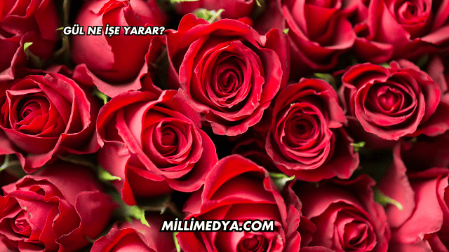 Gül Ne İşe Yarar?