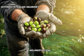 Acı Zeytinin Faydaları Nelerdir?