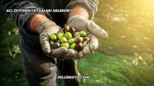 Acı Zeytinin Faydaları Nelerdir?