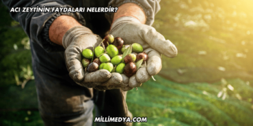 Acı Zeytinin Faydaları Nelerdir?