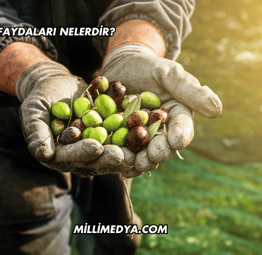 Acı Zeytinin Faydaları Nelerdir?