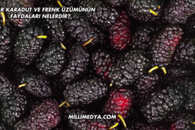 Avşar Karadut ve Frenk Üzümünün Faydaları Nelerdir?