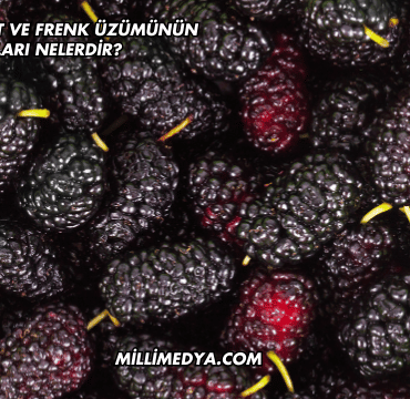 Avşar Karadut ve Frenk Üzümünün Faydaları Nelerdir?