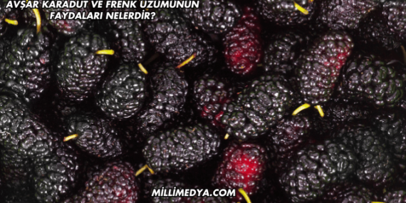 Avşar Karadut ve Frenk Üzümünün Faydaları Nelerdir?