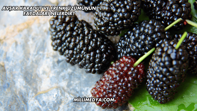 Avşar Karadut ve Frenk Üzümünün Faydaları Nelerdir?