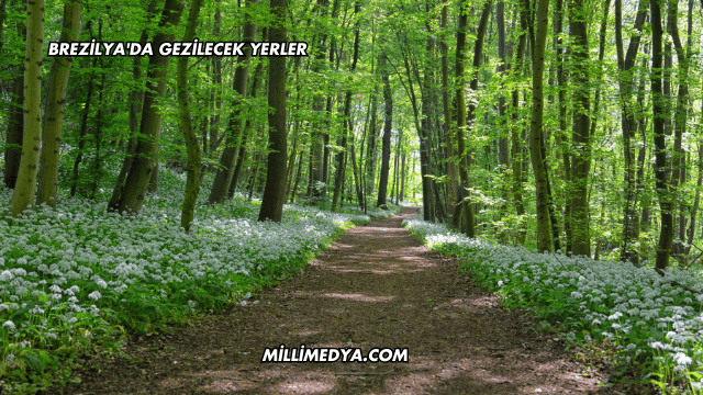 Brezilya'da Gezilecek Yerler