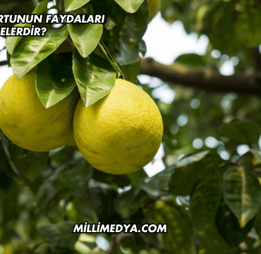 Çin Greyfurtunun Faydaları Nelerdir?