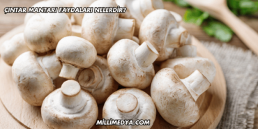 Çıntar Mantarı Faydaları Nelerdir?