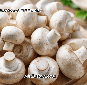 Çıntar Mantarı Faydaları Nelerdir?