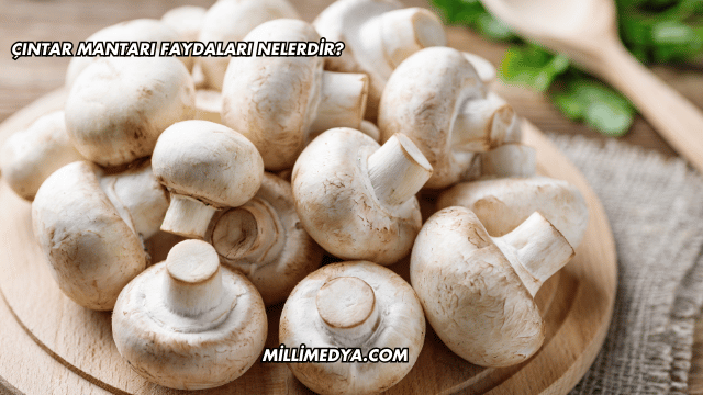 Çıntar Mantarı Faydaları Nelerdir?