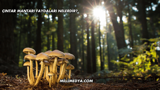 Çıntar Mantarı Faydaları Nelerdir?