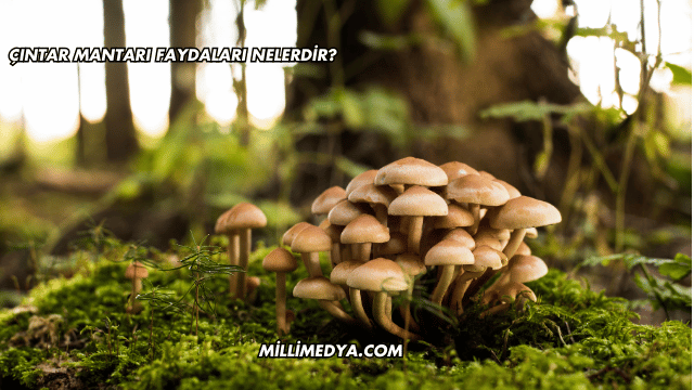 Çıntar Mantarı Faydaları Nelerdir?