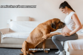 Hamilelikte Köpek Beslemek
