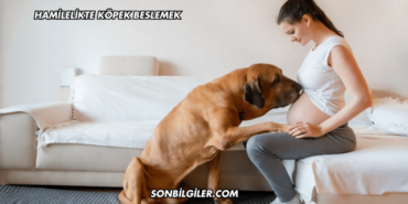 Hamilelikte Köpek Beslemek