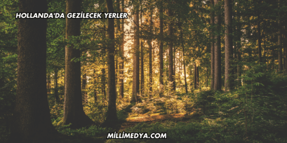 Hollanda'da Gezilecek Yerler