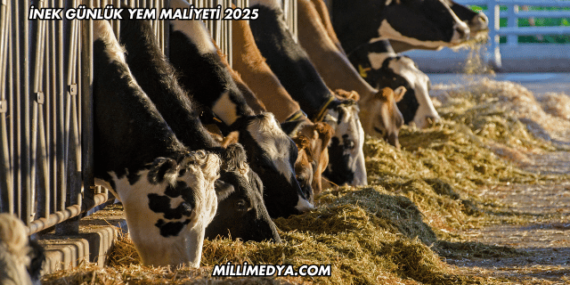İnek Günlük Yem Maliyeti 2025
