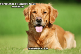 Köpeklerde Dış Gebelik Nasıl Anlaşılır?