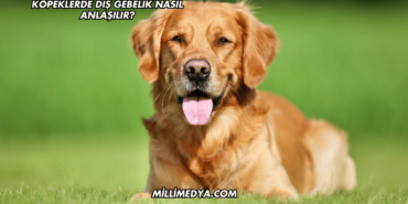 Köpeklerde Dış Gebelik Nasıl Anlaşılır?