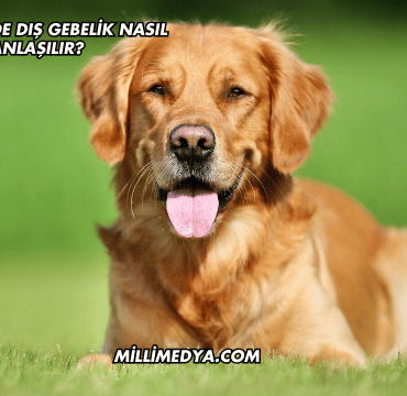 Köpeklerde Dış Gebelik Nasıl Anlaşılır?