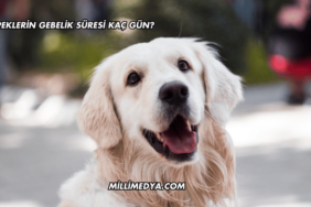 Köpeklerin Gebelik Süresi Kaç Gün?