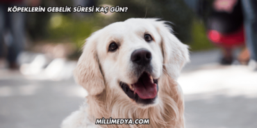 Köpeklerin Gebelik Süresi Kaç Gün?