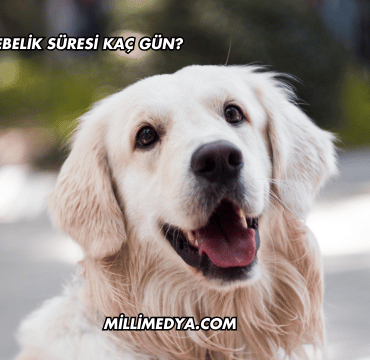 Köpeklerin Gebelik Süresi Kaç Gün?
