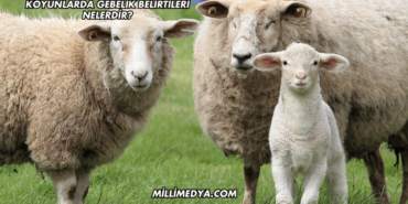 Koyunlarda Gebelik Belirtileri Nelerdir?