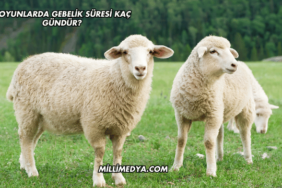 Koyunlarda Gebelik Süresi Kaç Gündür?