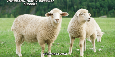 Koyunlarda Gebelik Süresi Kaç Gündür?