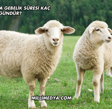 Koyunlarda Gebelik Süresi Kaç Gündür?