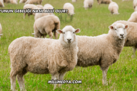 Koyunun Gebeliği Nasıl Belli Olur?