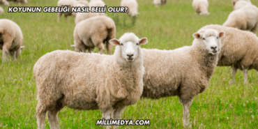 Koyunun Gebeliği Nasıl Belli Olur?