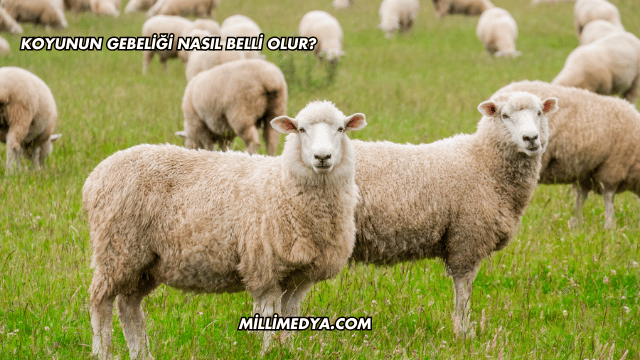 Koyunun Gebeliği Nasıl Belli Olur?