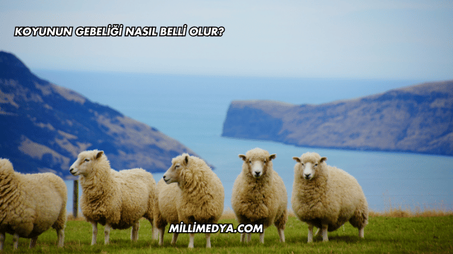 Koyunun Gebeliği Nasıl Belli Olur?