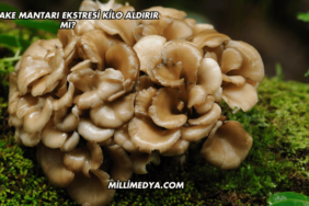 Maitake Mantarı Ekstresi Kilo Aldırır mı?