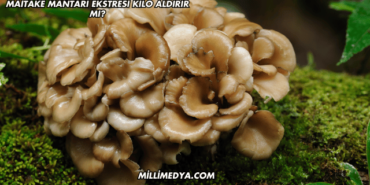 Maitake Mantarı Ekstresi Kilo Aldırır mı?