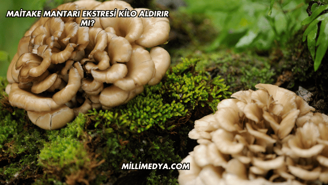 Maitake Mantarı Ekstresi Kilo Aldırır mı?