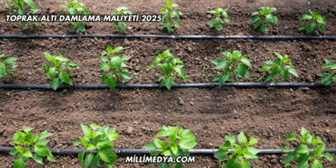 Toprak Altı Damlama Maliyeti 2025