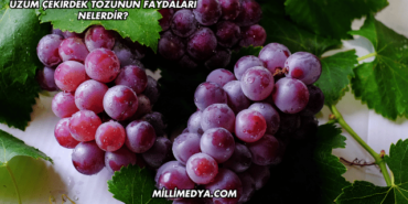 Üzüm Çekirdek Tozunun Faydaları Nelerdir?