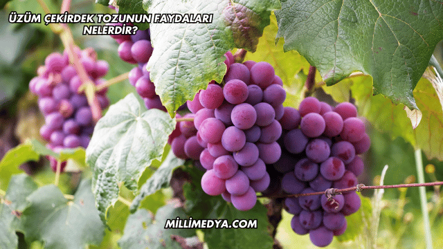 Üzüm Çekirdek Tozunun Faydaları Nelerdir?