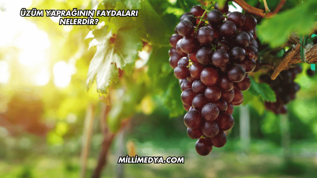 Üzüm Yaprağının Faydaları Nelerdir?