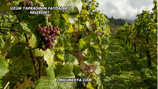 Üzüm Yaprağının Faydaları Nelerdir?